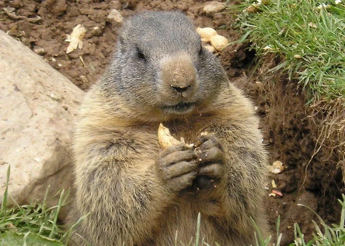 Готель Matschner 4*